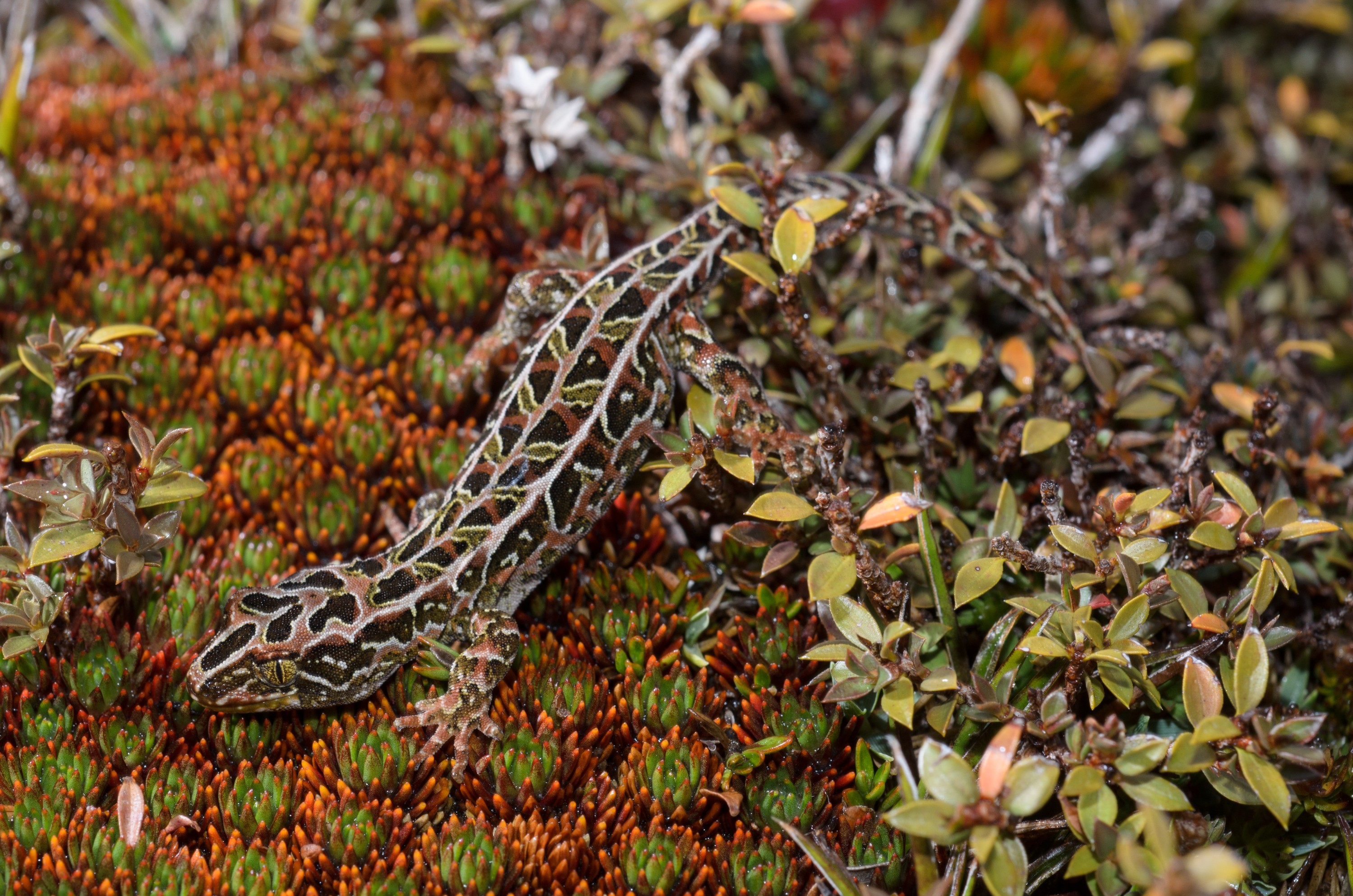 DSC_2809 – Adventure, Crispin, Hoplodactylus, Island, March 2017, National Park, New, New Zealand, Rakiura, South, Stewart, Tukutuku rakiurae, Zealand, amazing, gecko, harlequin gecko, rare, stunning